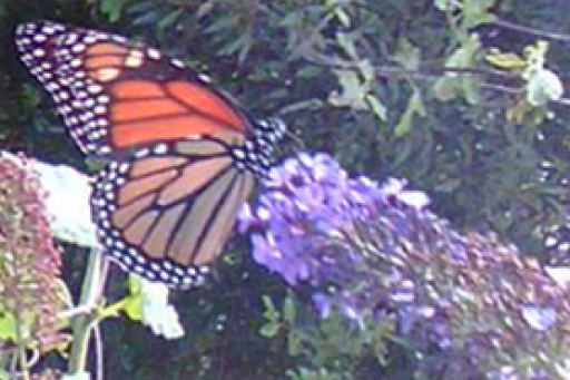 Quinta selvagem - Lajes das Flores